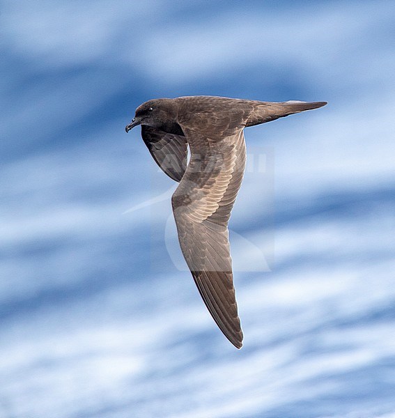 Bulwer's Petrel (Bulweria bulwerii) in flight over the atlantic ocean off Madeira. Seen from the side. stock-image by Agami/Marc Guyt,
