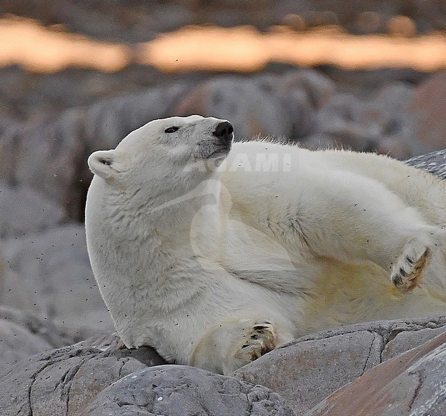 When ice finally disappears at the Hudson Bay in July Polar Bears swim to the coastline. After a well deserved rest after a 7 miles swim they hang around or migrate north. If they pass the town of Churchill they are chased away from the houses for obvious security reasons. 

This was one of the first Polar Bears of the 2019 season. stock-image by Agami/Eduard Sangster,