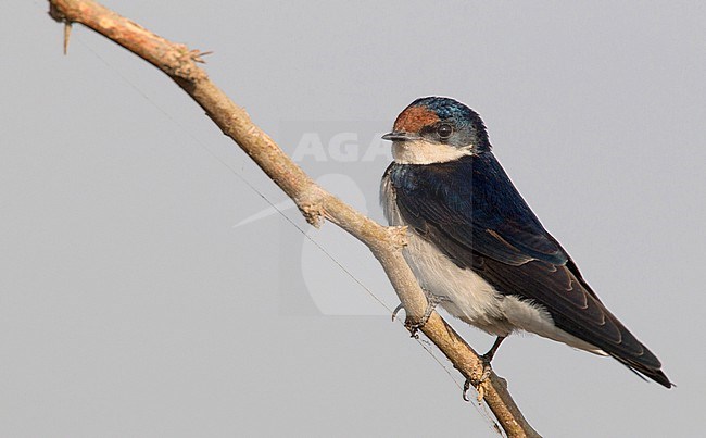 Adult Ethiopian swallow (Hirundo aethiopica), perched. stock-image by Agami/Ian Davies,