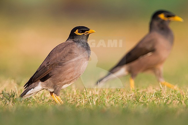 Common Myna - Hirtenmaina - Acridotheres tristis, Oman stock-image by Agami/Ralph Martin,