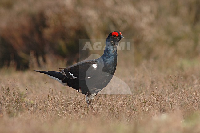 Black Grouse male; Korhoen man stock-image by Agami/Marc Guyt,