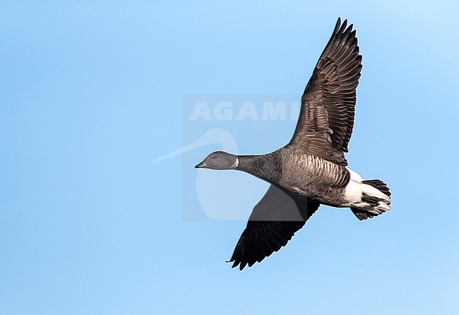 Wintering Dark-bellied Brent Goose (Branta bernicla bernicla) in Norfolk, England. Flying past. stock-image by Agami/Marc Guyt,