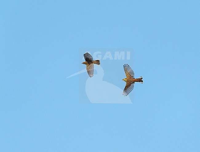 Yellowhammer (Emberiza citrinella) and  Tree Pipit (Anthus trivialis) interacting and chasing in mid-air, flying and banking against a blue sky showing upperside,  upperwings and tail fully spread stock-image by Agami/Ran Schols,