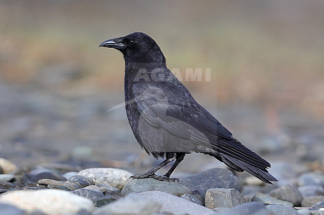 American Crow (Corvus brachyrhynchos caurinus) taken the 20/06/2022 at Homer - Alaska - USA stock-image by Agami/Aurélien Audevard,