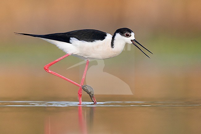 Black-winged Stilt (Himantopus himantopus), side view of an adult male walking in the water, Campania, Italy stock-image by Agami/Saverio Gatto,