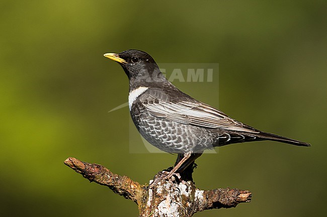 Adult male Ring Ouzel (Turdus torquatus alpestris) in Baden-Württemberg, Germany. stock-image by Agami/Ralph Martin,