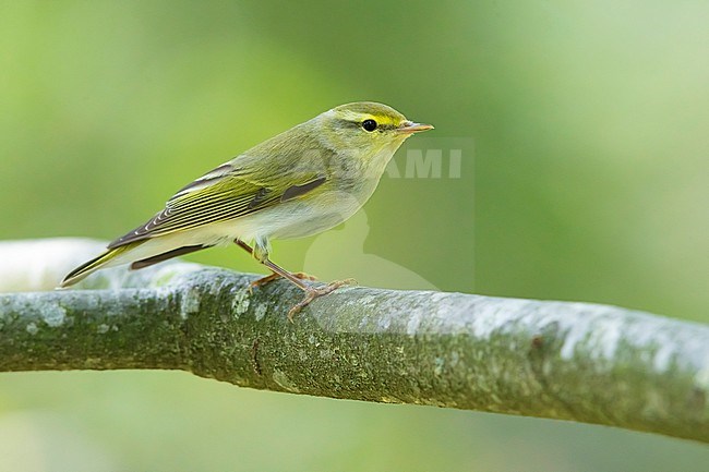 Wood Warbler, Phylloscopus sibilatrix, in woodland in Italy. stock-image by Agami/Daniele Occhiato,