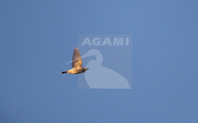 Cedar Waxwing (Bombycilla cedrorum) single bird in flight on migration at Cape May, New Jersey, USA stock-image by Agami/Helge Sorensen,