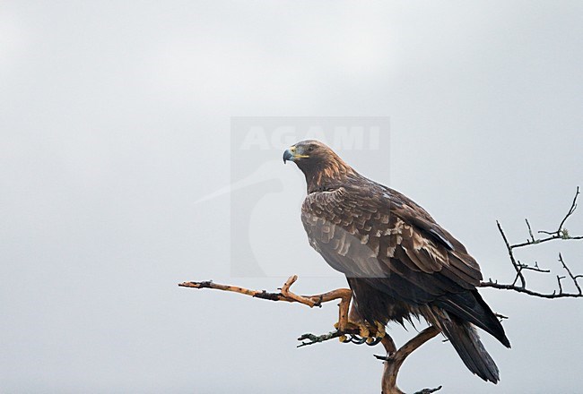 Adulte Steenarend zittend, Adult Golden Eagle perched stock-image by Agami/Markus Varesvuo,