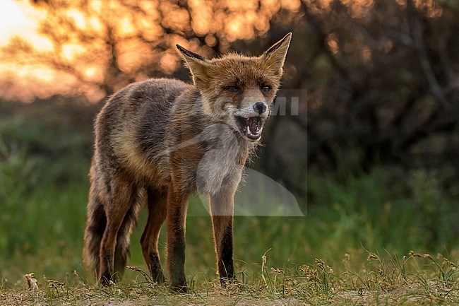 Tame male European Red Fox walking in coastal dunes in Amsterdamse waterleidingduinen, Noord Holland, The Netherlands. May 26, 2018. stock-image by Agami/Vincent Legrand,