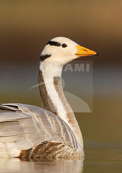 Bar-headed Goose (Anser indicus) swimming, low point of view stock-image by Agami/Walter Soestbergen,
