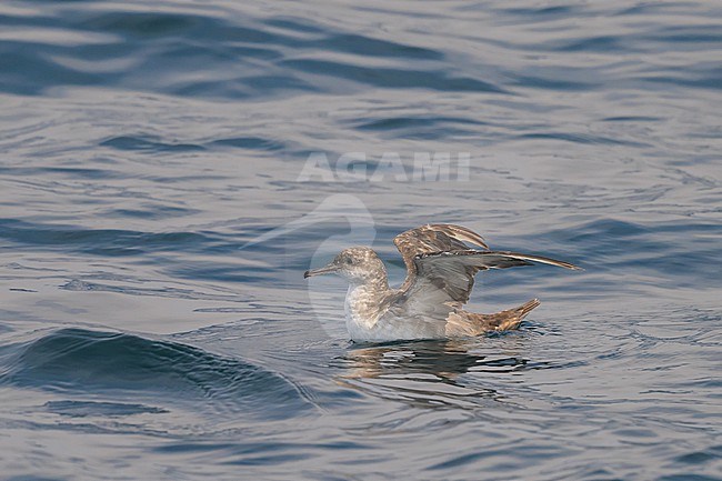 Balearic shearwater (Puffinus mauretanicus) resting on the water, with the sea as background. stock-image by Agami/Sylvain Reyt,