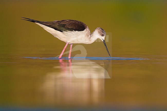 Black-winged Stilt (Himantopus himantopus), adult feeding in a swamp stock-image by Agami/Saverio Gatto,