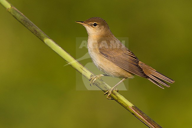 Eurasian Reed Warbler, Acrocephalus scirpaceus, perched on reed stem during autumn season in Italy. stock-image by Agami/Daniele Occhiato,