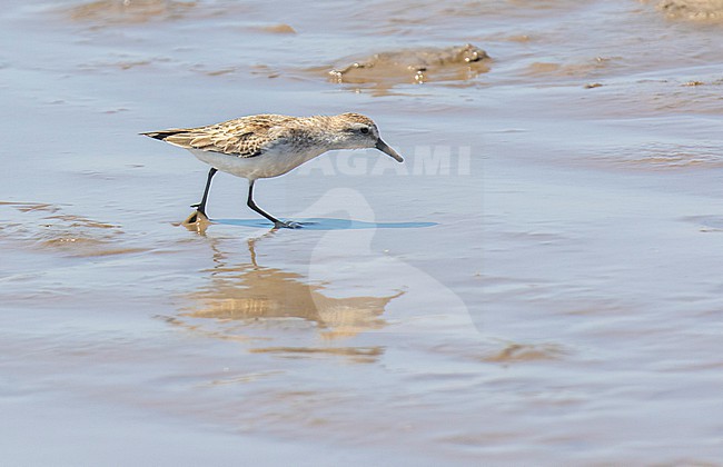 First-winter Semipalmated Sandpiper in South America. stock-image by Agami/Dani Lopez-Velasco,