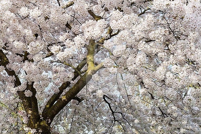 Flowering Prunus tree in spring stock-image by Agami/Caroline Piek,