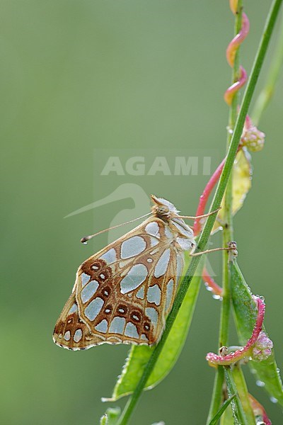 Queen of Spain Fritillary resting on small plant in Mercantour in France. stock-image by Agami/Iolente Navarro,
