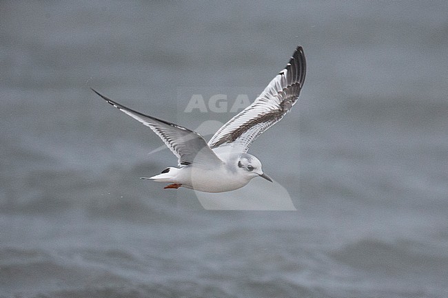 Dwergmeeuw, Little Gull, Hydrocoloeus minutus stock-image by Agami/Hugh Harrop,