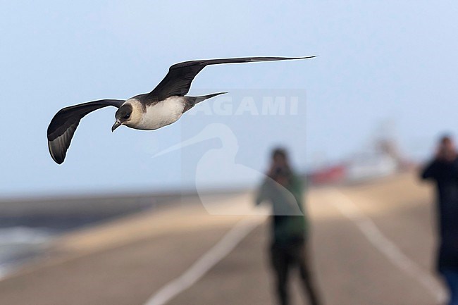 An adult Parasitic Jaeger is seen flying against over the dike at Den Helder with another photographer in the background. stock-image by Agami/Jacob Garvelink,
