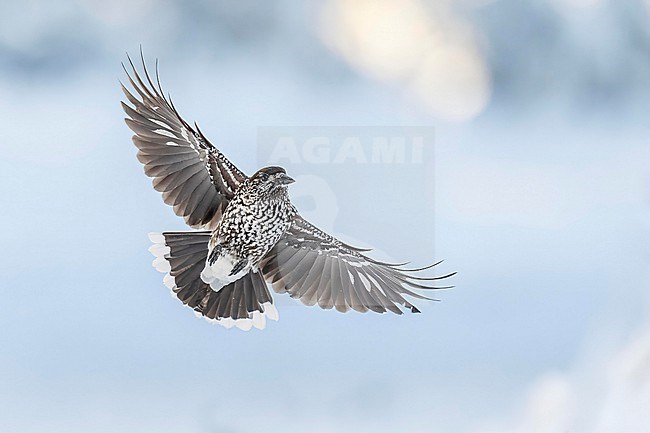 Spotted Nutcracker (Nucifraga caryocatactes) flying over  the snow in bulgarian mountain. stock-image by Agami/Marcel Burkhardt,