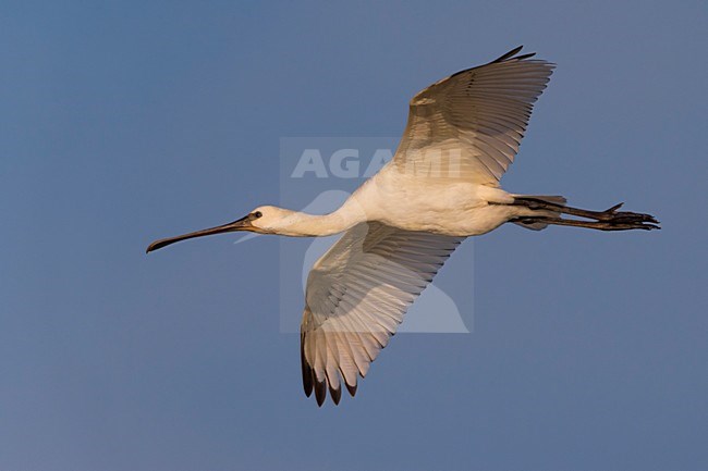 Vliegende Lepelaar, Eurasian Spoonbill in flight stock-image by Agami/Daniele Occhiato,
