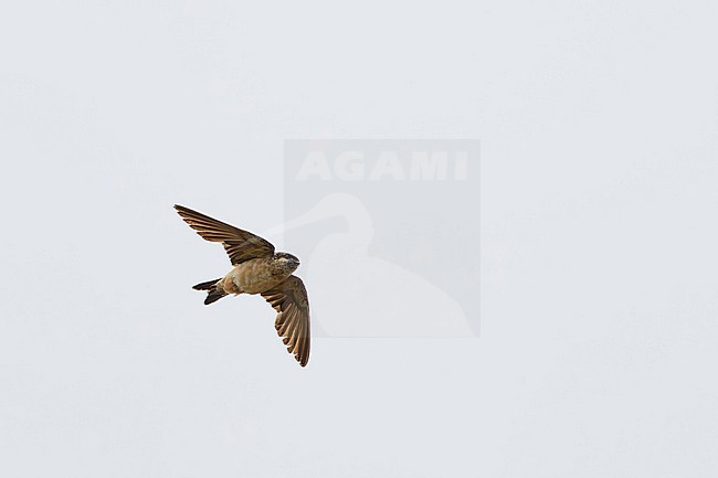 Preuss's Cliff Swallow (Petrochelidon preussi) in Sierra Leone. stock-image by Agami/David Monticelli,
