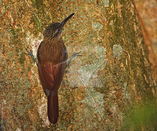 Strong-billed Woodcreeper (Xiphocolaptes promeropirhynchus) perched against a tree stock-image by Agami/Greg & Yvonne Dean,