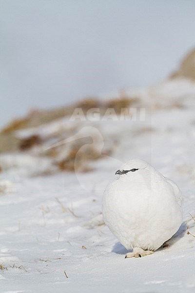 Rock Ptarmigan - Alpenschneehuhn - Lagopus muta ssp. helvetica, Germany, adult male, winter plumage stock-image by Agami/Ralph Martin,