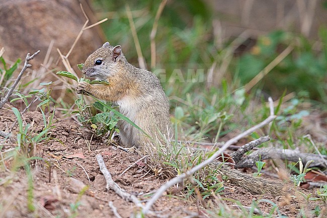 Smith's Bush Squirrel (Paraxerus cepapi), side view of an adult feeding on a plant, Mpumalanga, South Africa stock-image by Agami/Saverio Gatto,