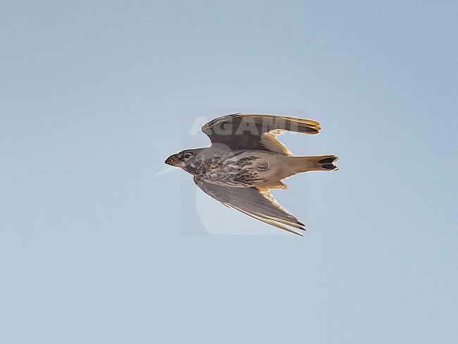 Side view of a Thick-billed Lark (Ramphocoris clotbey) in flight. Israel, Asia stock-image by Agami/Markku Rantala,