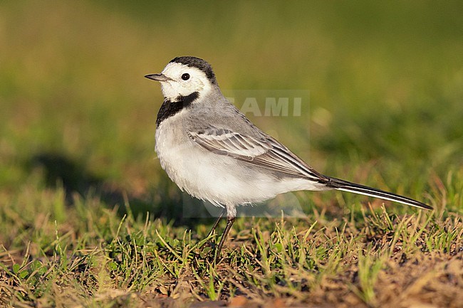 White Wagtail (Motacilla alba), side view of an adult standing on the grass, Campania, Italy stock-image by Agami/Saverio Gatto,