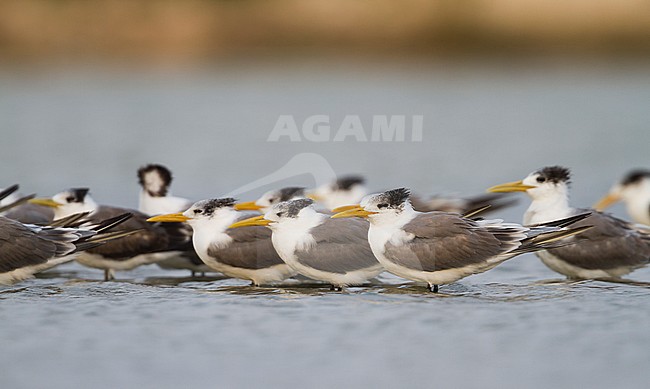 Greater Crested Tern - Eilseeschwalbe - Thalasseus bergii velox, Oman stock-image by Agami/Ralph Martin,