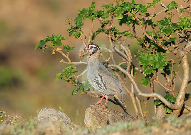 Arabian Partridge, Alectoris melanocephala, at Salalah - Oman. stock-image by Agami/Aurélien Audevard,