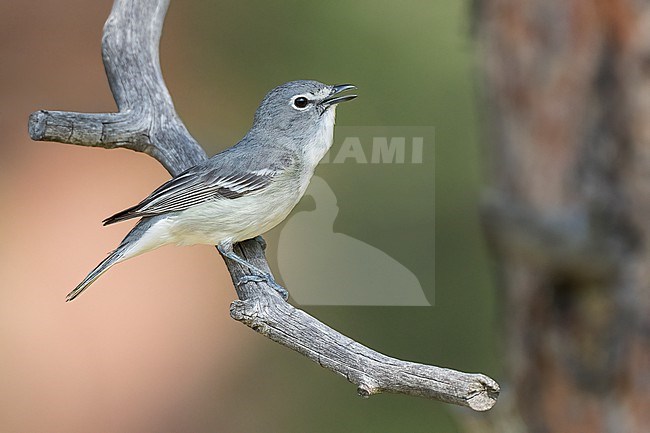 Adult
Boulder Co., CO
June 2023 stock-image by Agami/Brian E Small,