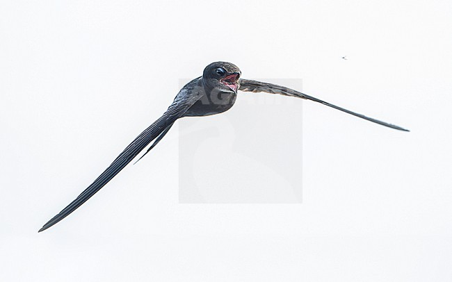 Common swift (Apus apus) in flight, catching an insect, with open mouth. stock-image by Agami/Lennart Verheuvel,