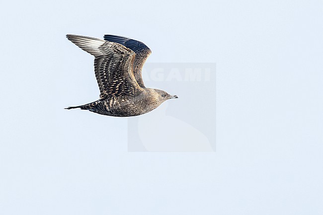  stock-image by Agami/Menno van Duijn,