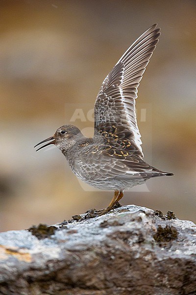 Purple Sandpiper (Calidris maritima), side view of an adult displaying on a rock, Northeastern Region, Iceland stock-image by Agami/Saverio Gatto,