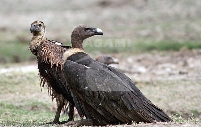Bengaalse gier; Indian White-rumped Vulture stock-image by Agami/Roy de Haas,