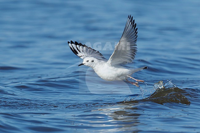 First-winter Bonaparte's Gull (Chroicocephalus philadelphia) at Cape May, New Jersey, March 2017. stock-image by Agami/Brian E Small,