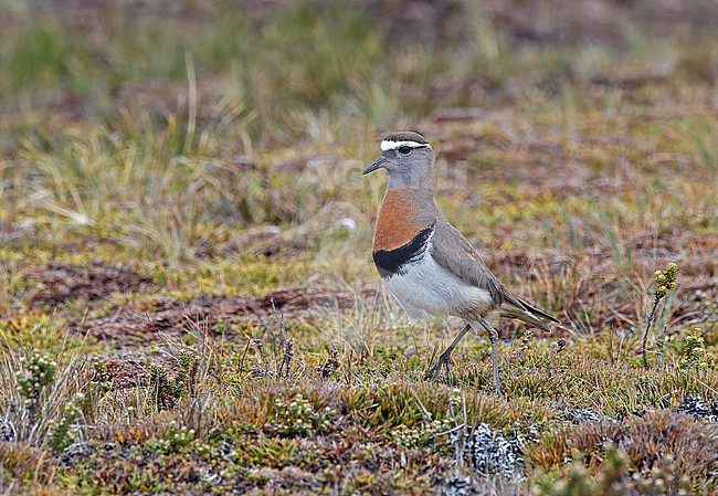 Male Rufous-chested Dotterel, Charadrius modestus, on the Falkland Islands. stock-image by Agami/Pete Morris,