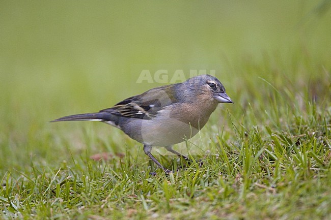 Azores Chaffinch sitting on ground, Azoren Vink zittend op grond stock-image by Agami/Marc Guyt,