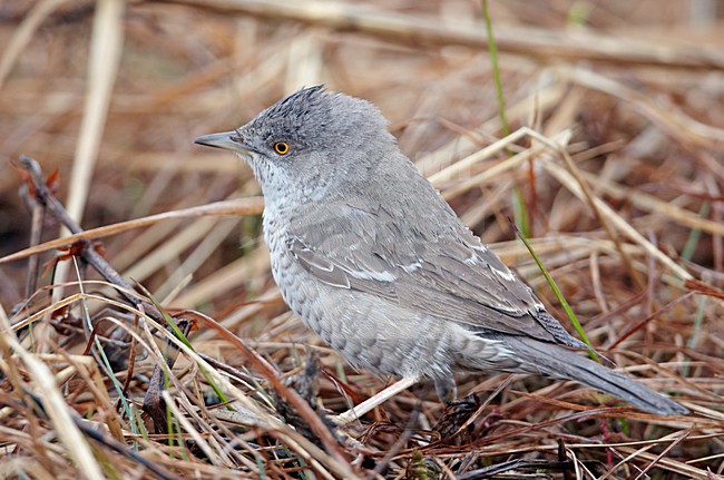 Sperwergrasmus foeragerend op de grond; Barred Warbler foraging on the ground stock-image by Agami/Markus Varesvuo,