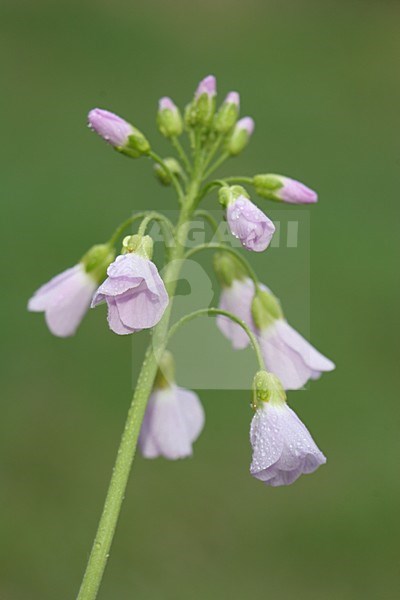 Pinksterbloem close-up; Cuckoo Flower close up stock-image by Agami/Menno van Duijn,
