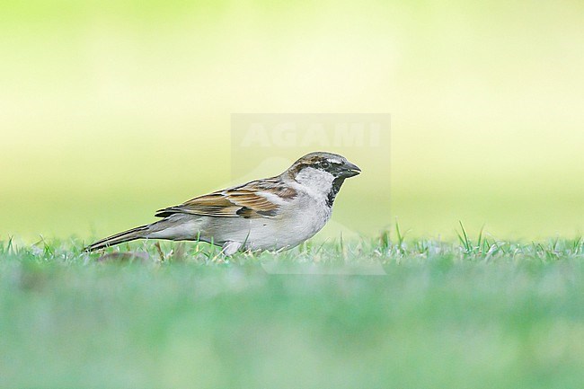 House sparrow, Passer domesticus, standing on the grass. stock-image by Agami/Sylvain Reyt,