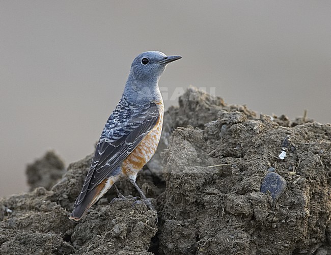 Rufous-tailed Rock Thrush adult male standing; Rode Rotslijster volwassen man staand stock-image by Agami/Jari Peltomäki,