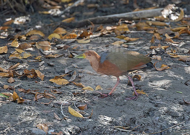 Rufous-necked wood rail, Aramides axillaris, in Western Mexico. stock-image by Agami/Pete Morris,