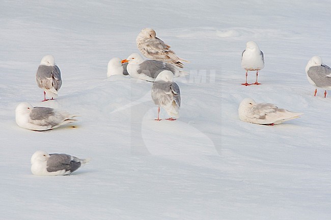 Flock of Glaucous Gulls (Larus hyperboreus) resting in the snow, lying on top of the drift ice, north of Svalbard, arctic Norway. stock-image by Agami/Marc Guyt,
