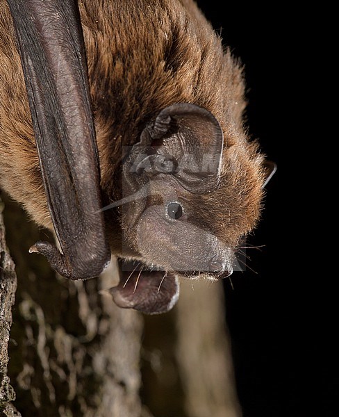Leisler's bat is resting on a tree stock-image by Agami/Theo Douma,