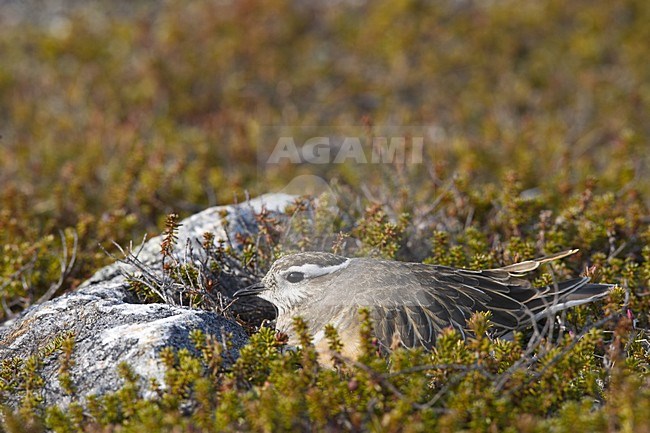 Eurasian Dotterel adult on its nest, Morinelplevier volwassen op zijn nest stock-image by Agami/Jari Peltomäki,