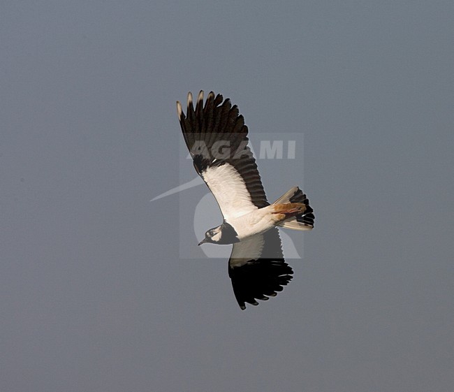 Northern Lapwing flying; Kievit vliegend stock-image by Agami/Marc Guyt,